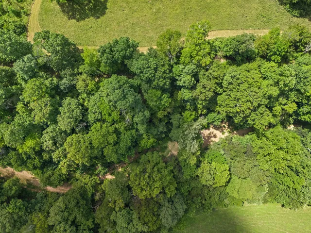 a view of a bunch of trees and bushes