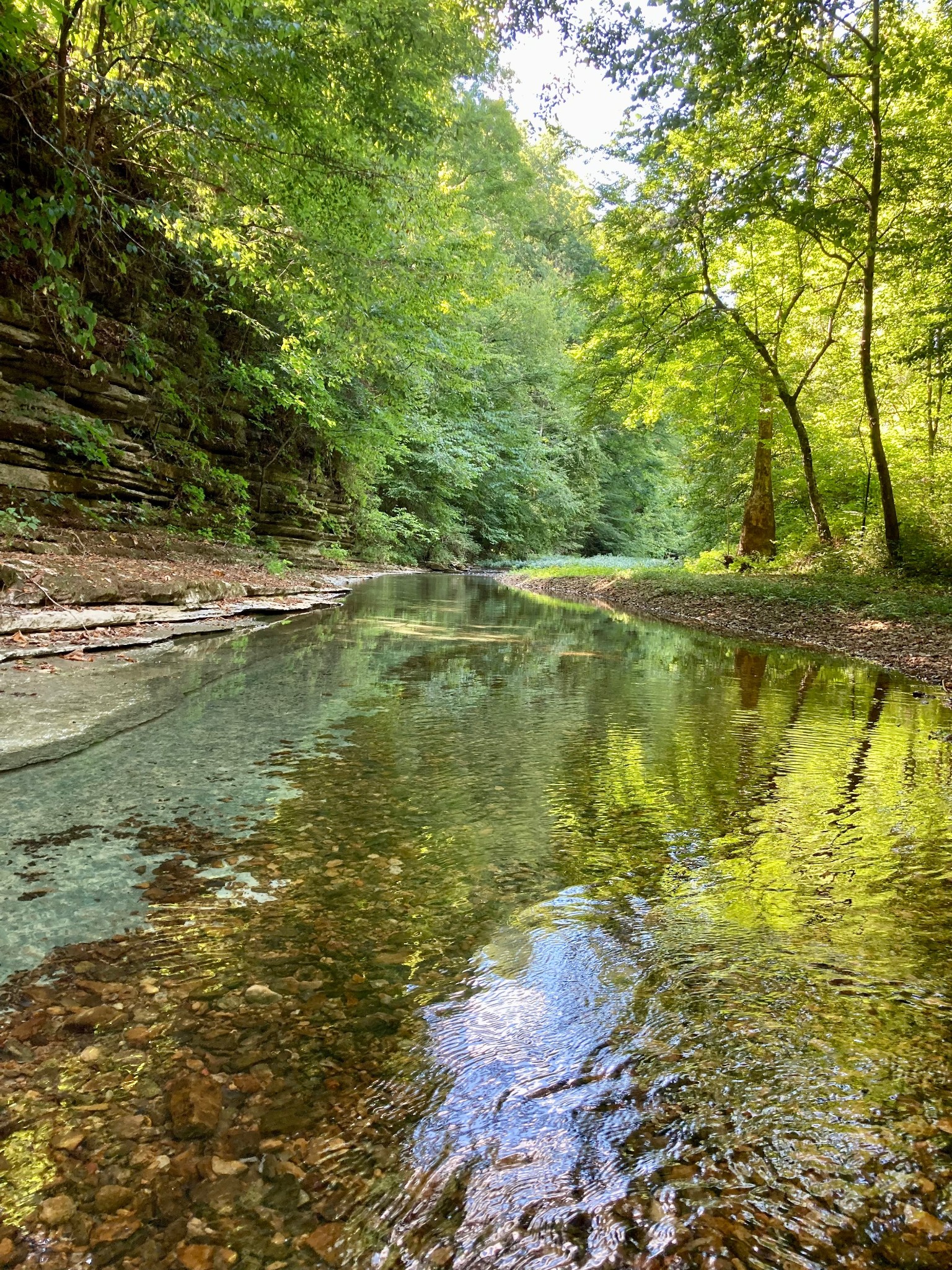 1861 Trace Creek Road Hohenwald, TN 38462 - Photo 8 of 29 a view of a lake with a large trees