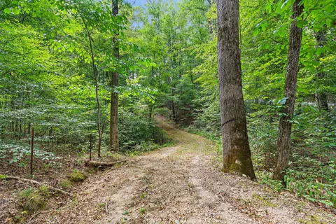 a view of a forest with trees