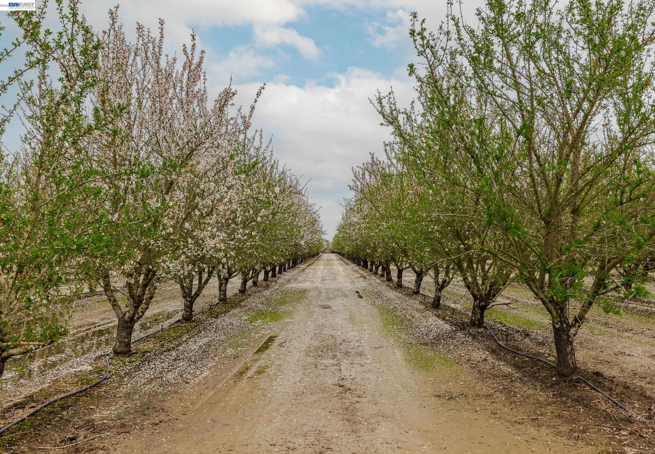 1707 Bowman Road French Camp, CA 95231 - Photo 14 of 14 a view of a yard with trees