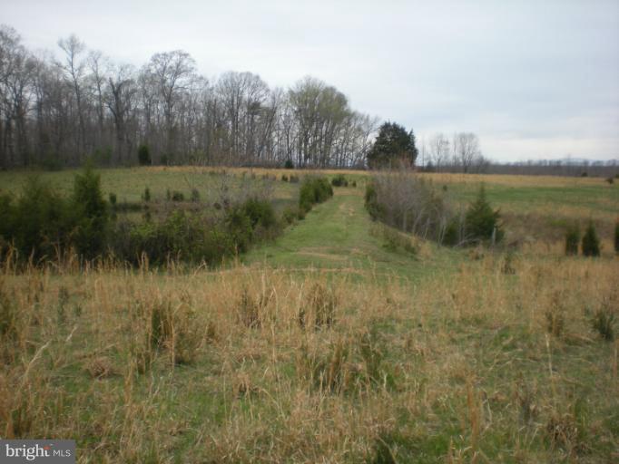 Maddens Tavern Road Stevensburg, VA 22741 - Photo 4 of 24 Field view