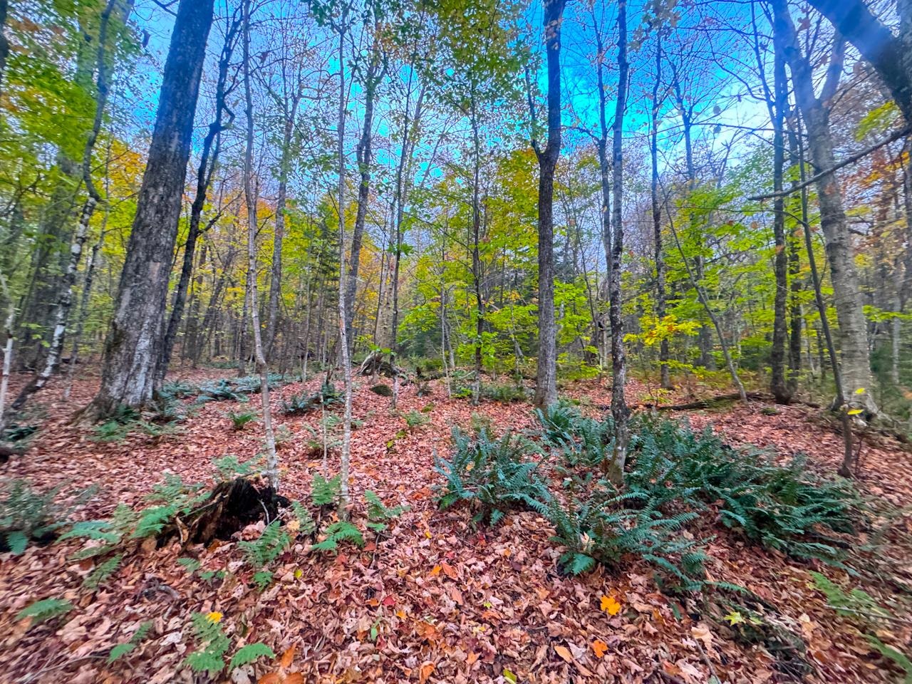 0 Cider Mountain Road Warren, VT 05674 - Photo 19 of 38