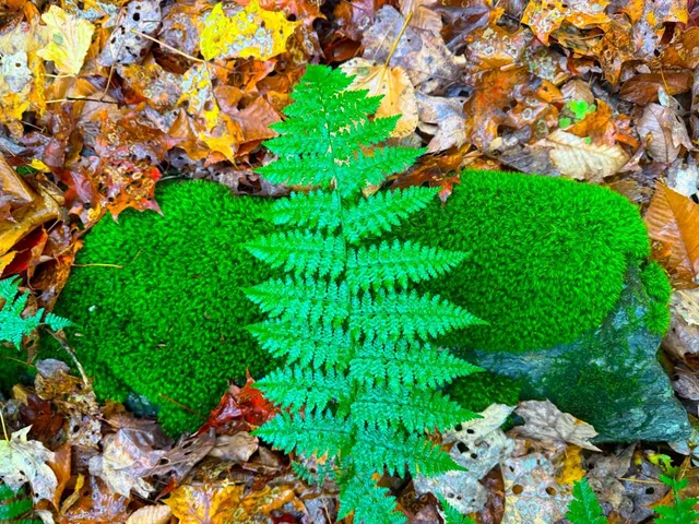 $348,800 | 0 Cider Mountain Road, Warren, VT 05674