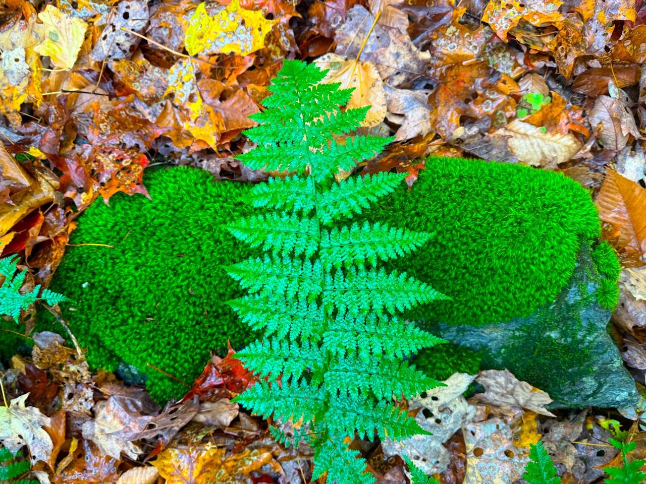 0 Cider Mountain Road Warren, VT 05674 - Photo 7 of 38