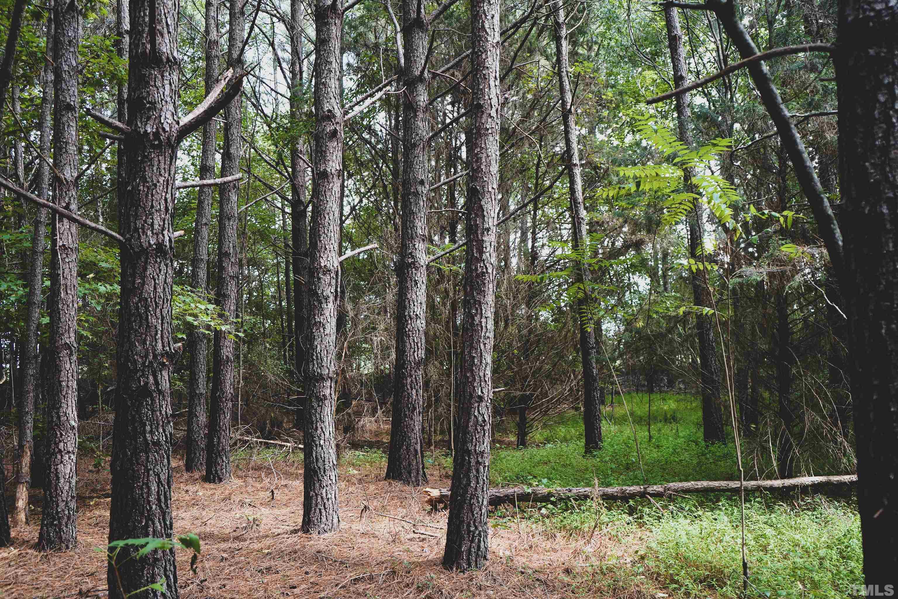 a view of a forest filled with trees