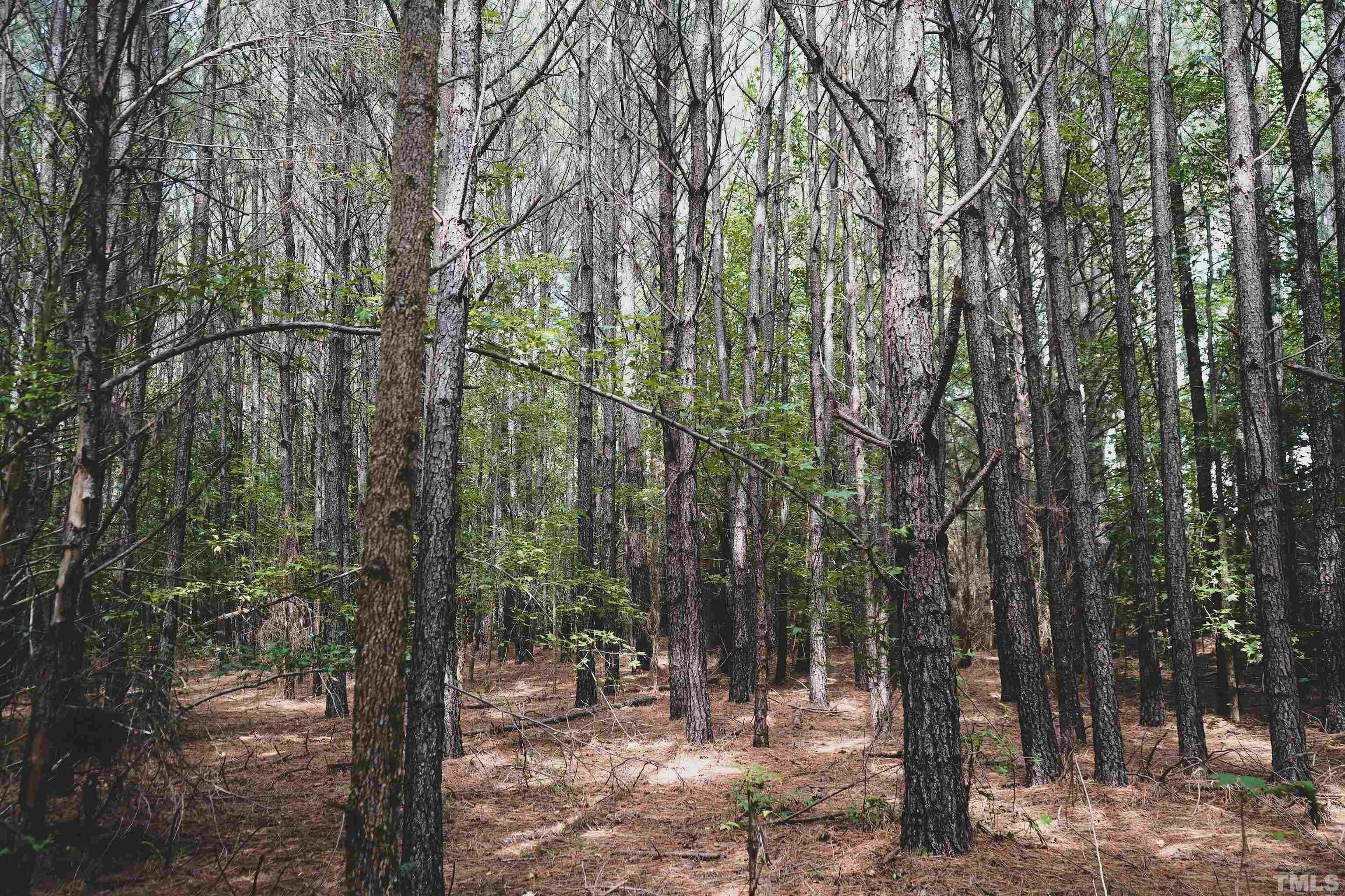 5-acres South Chavis Road Kittrell, NC 27544 - Photo 4 of 25 a view of forest