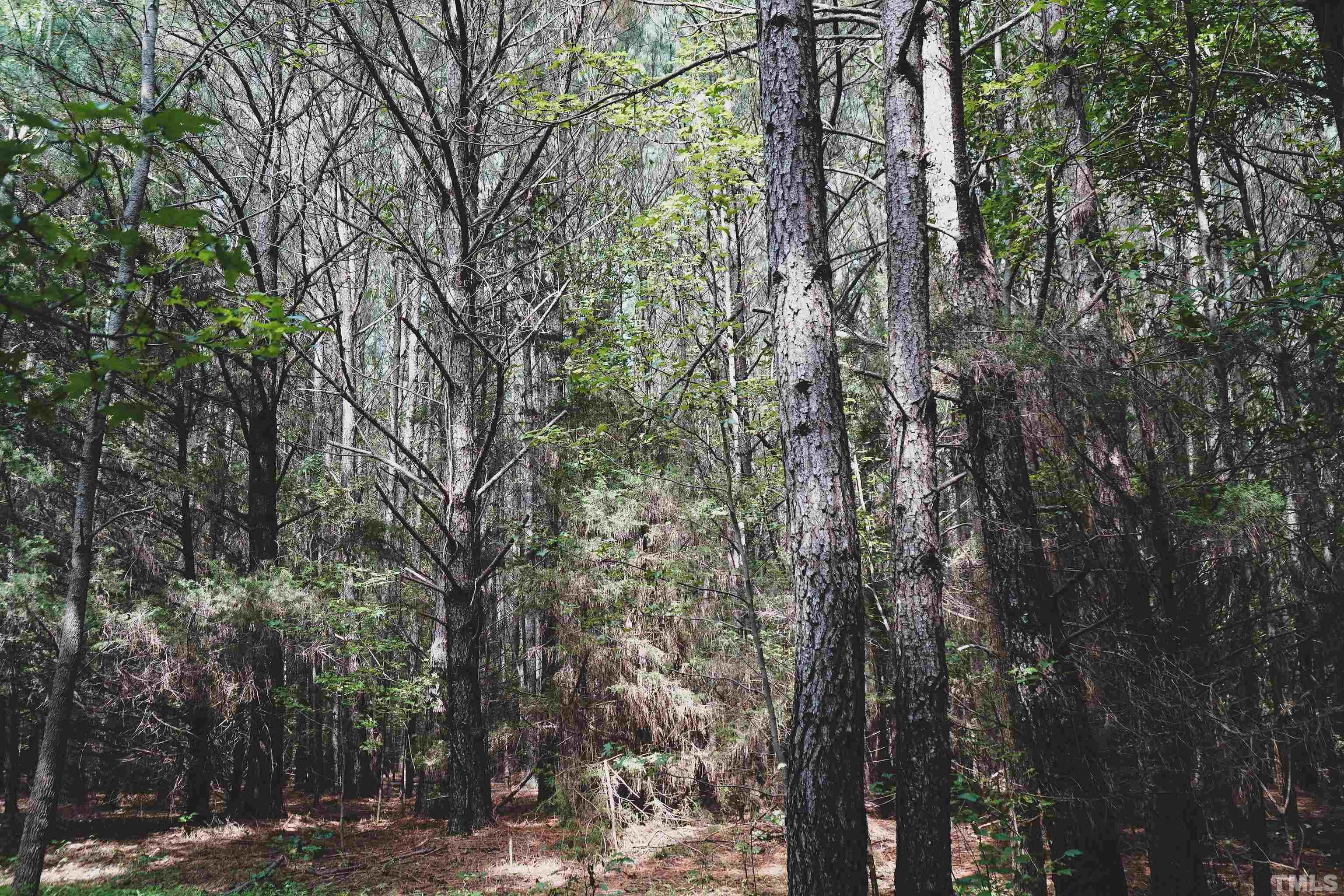 5-acres South Chavis Road Kittrell, NC 27544 - Photo 6 of 25 a view of a forest filled with trees