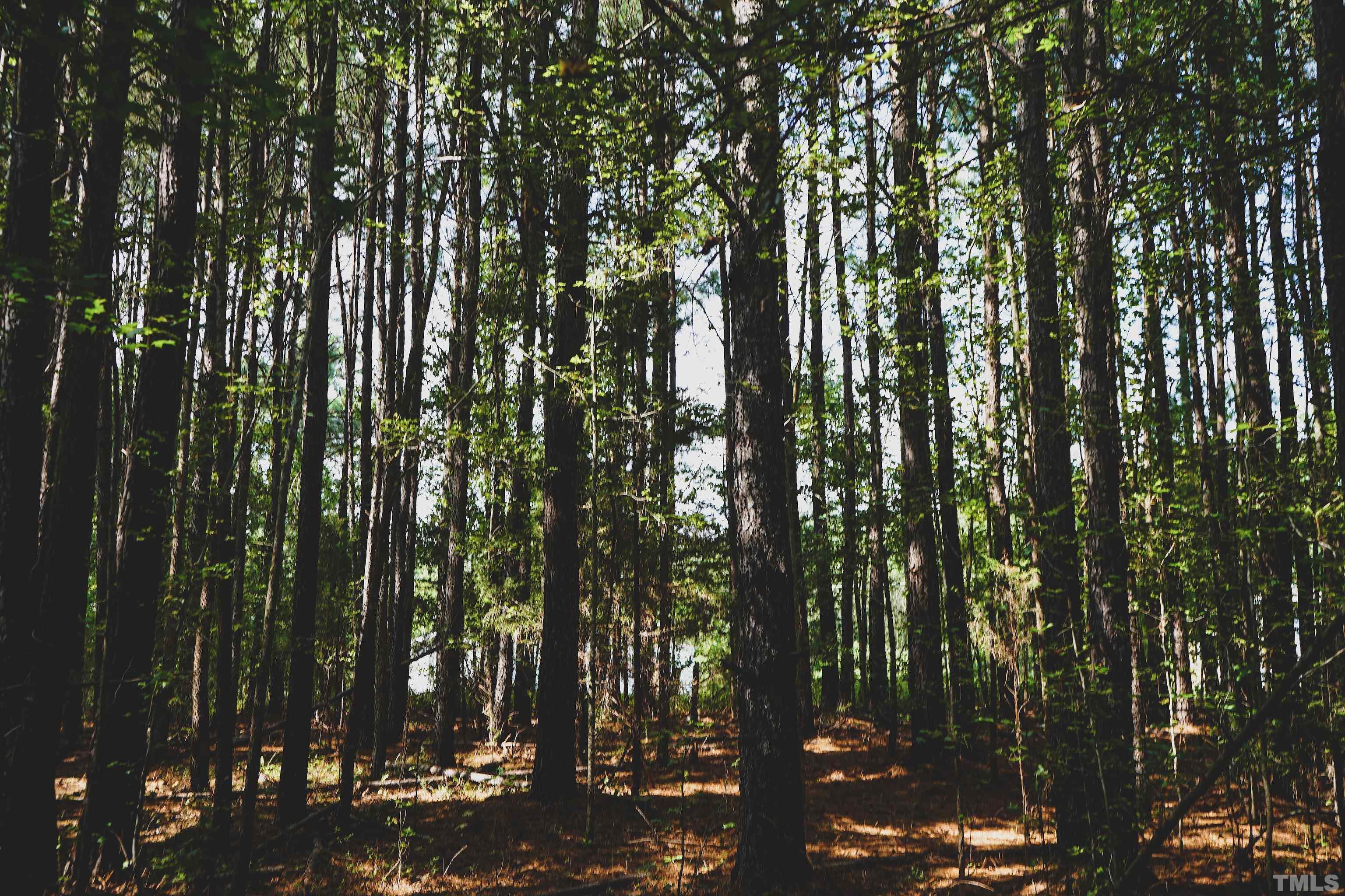 5-acres South Chavis Road Kittrell, NC 27544 - Photo 7 of 25