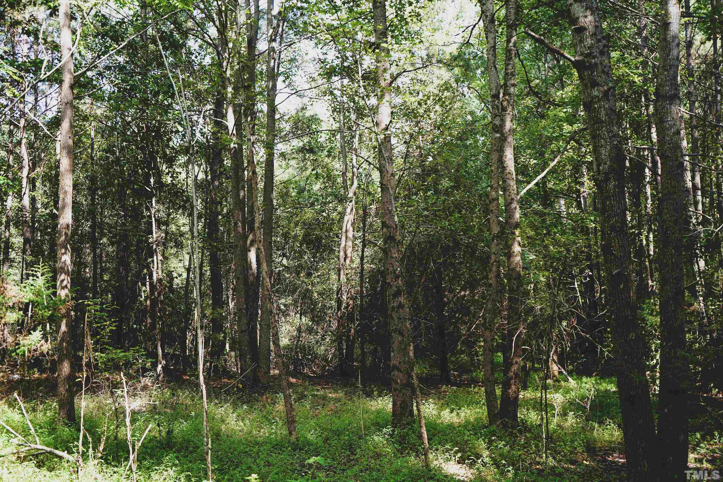 5-acres South Chavis Road Kittrell, NC 27544 - Photo 8 of 25 a view of forest