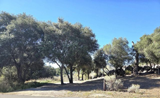 a view of road with trees