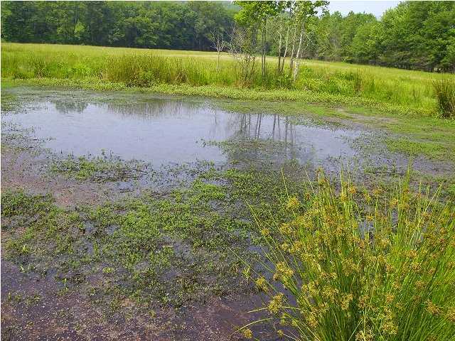 0 Goose Pond Road Whitwell, TN 37397 - Photo 4 of 6 Additional Photo