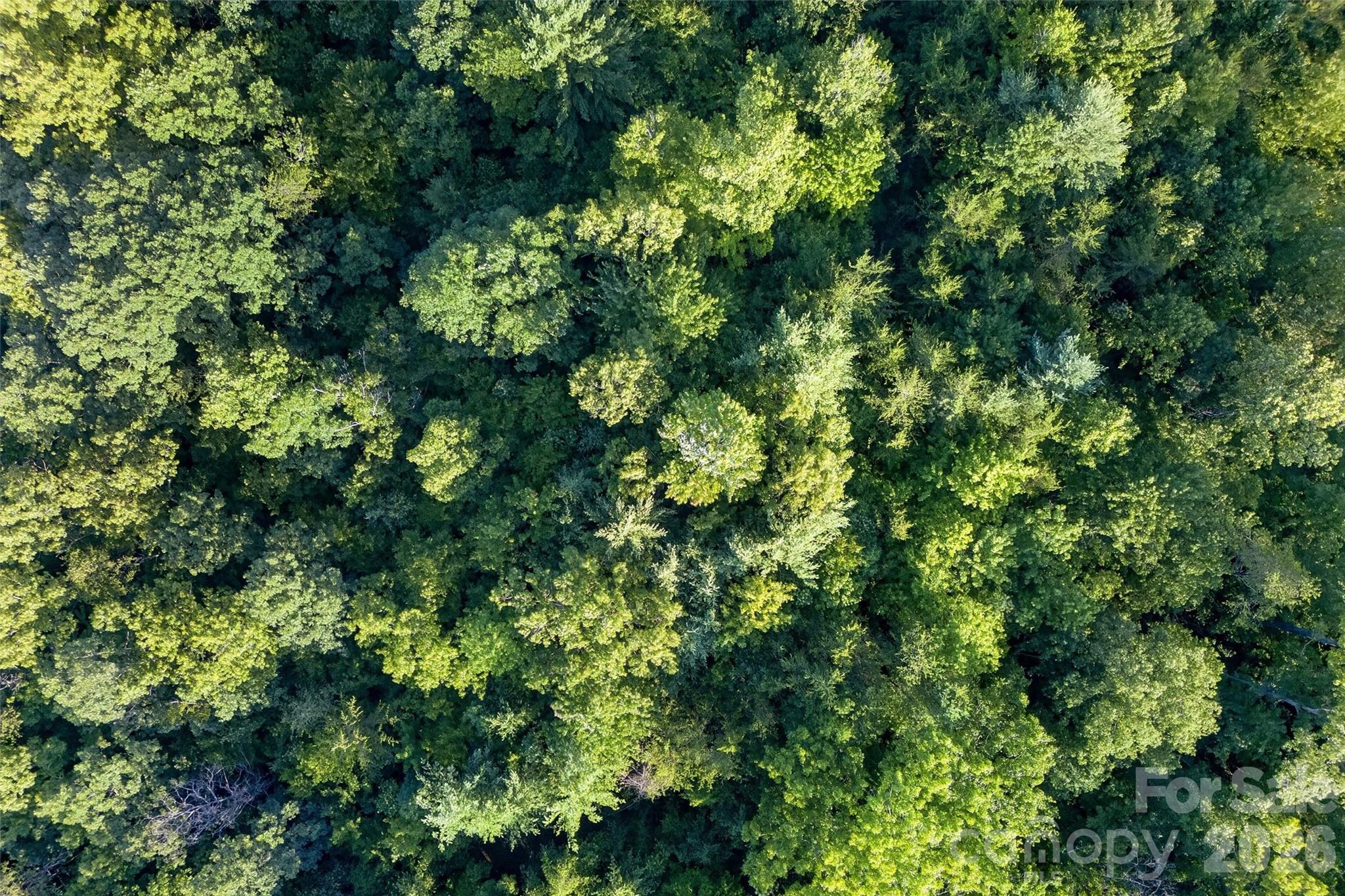 0 Yancey Road Marion, NC 28752 - Photo 14 of 32 a view of a lush green forest