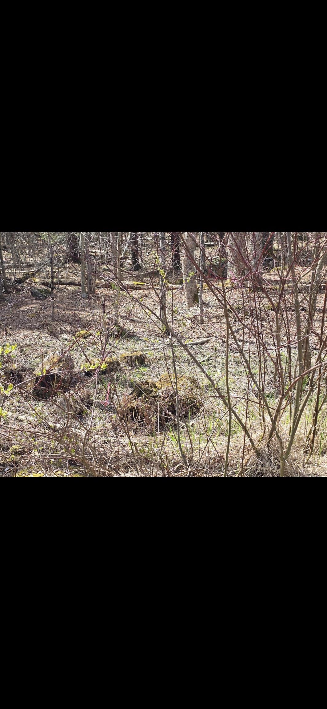 0 Jacobs Ladder Road Becket, MA 01223 - Photo 6 of 6