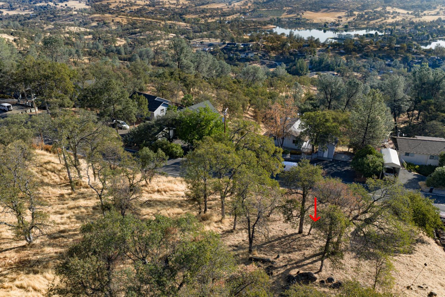 4846 Bayview Drive Copperopolis, CA 95228 - Photo 14 of 44 a view of a forest with a tree