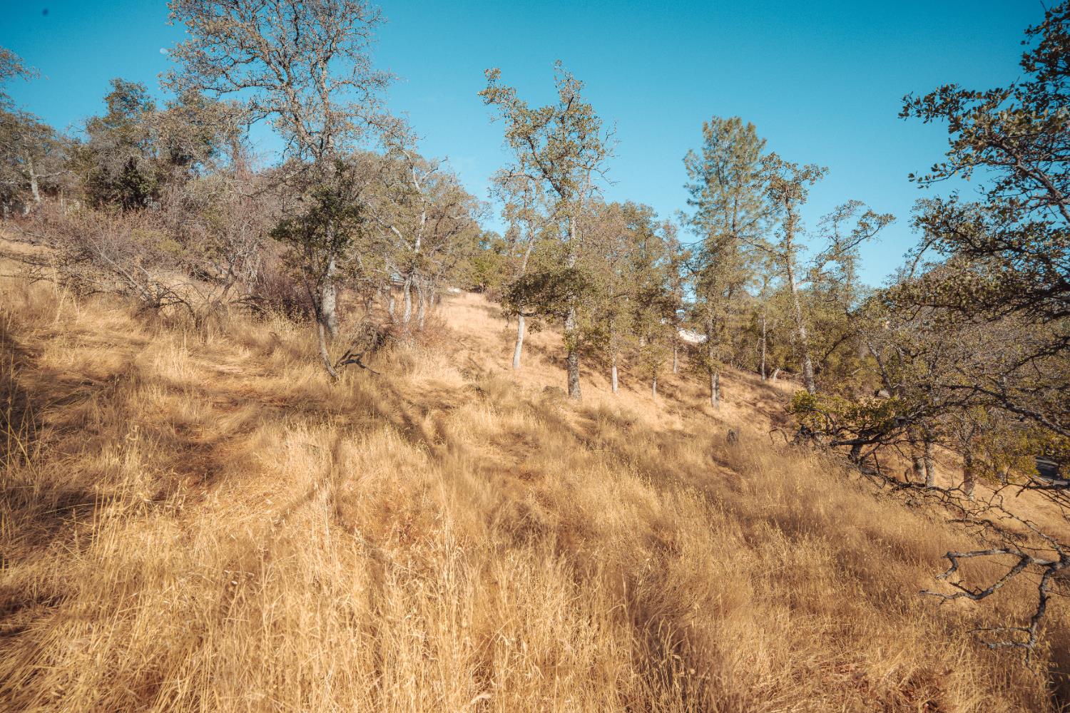 4846 Bayview Drive Copperopolis, CA 95228 - Photo 16 of 44 a view of a yard with a tree