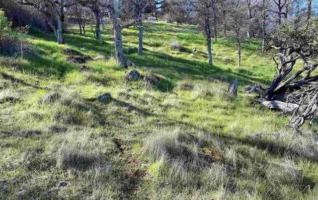 a view of a yard with large trees
