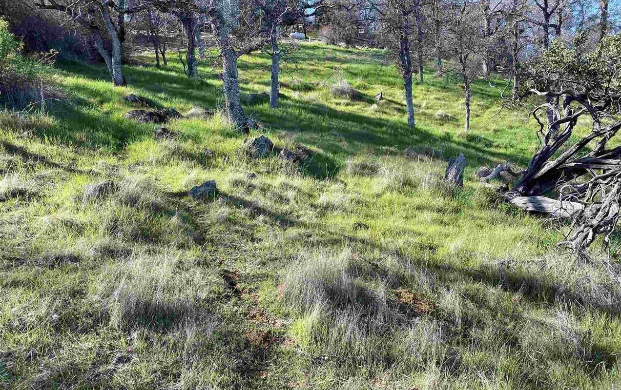 4846 Bayview Drive Copperopolis, CA 95228 - Photo 6 of 44 a view of a yard with a tree