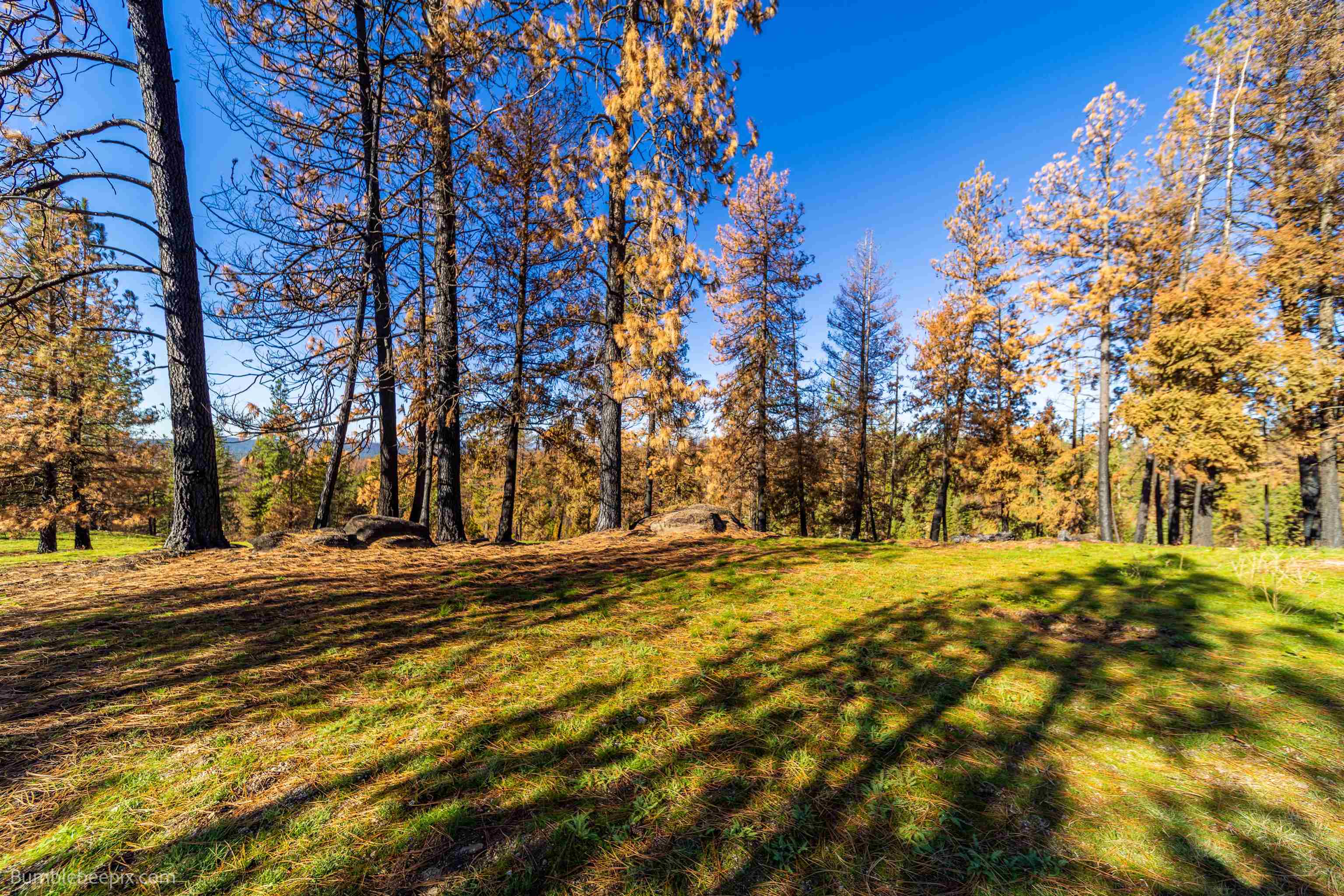 15428 East Nelson Road Elk, WA 99009 - Photo 19 of 36 Gallery Image 19