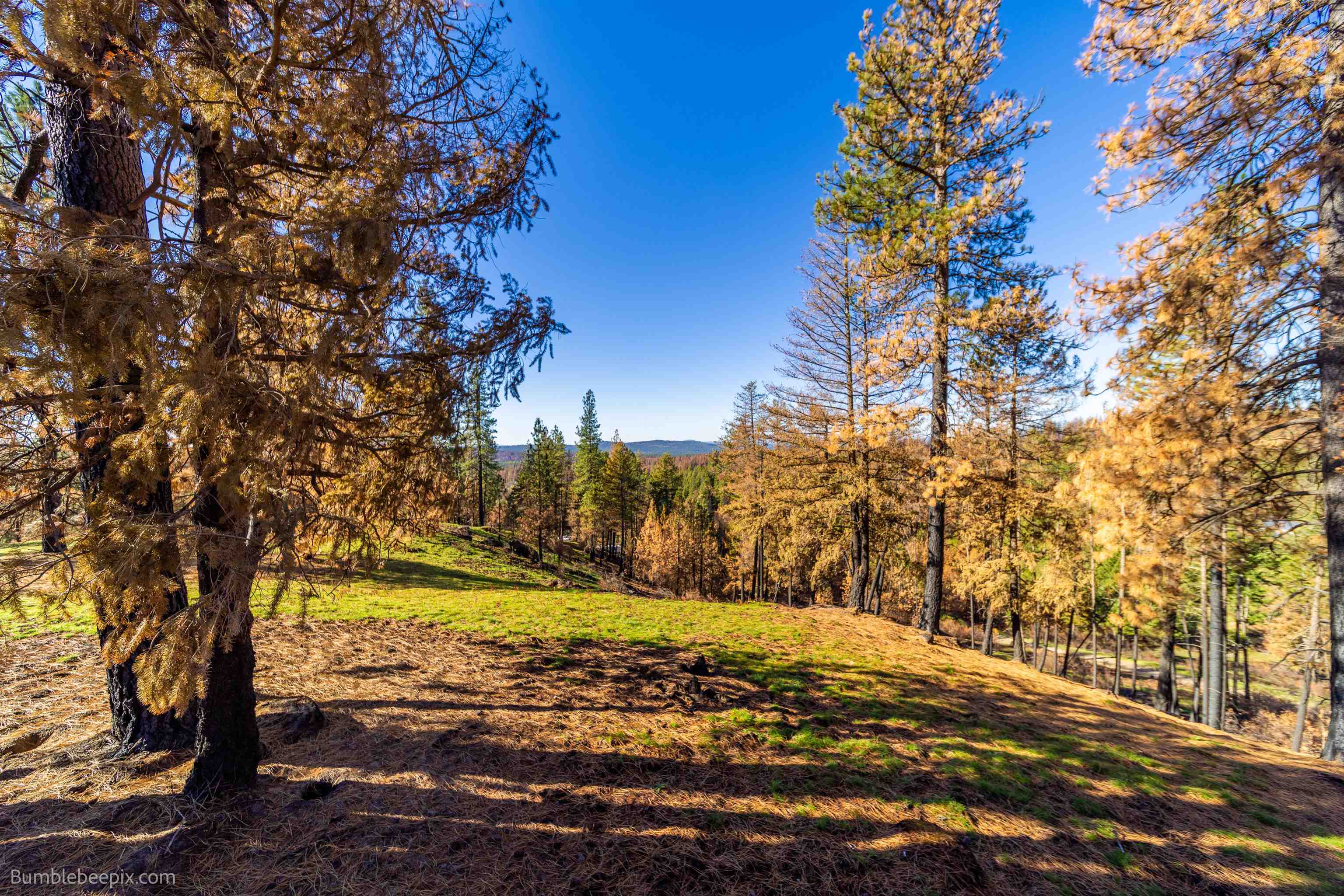 15428 East Nelson Road Elk, WA 99009 - Photo 20 of 36 Gallery Image 20