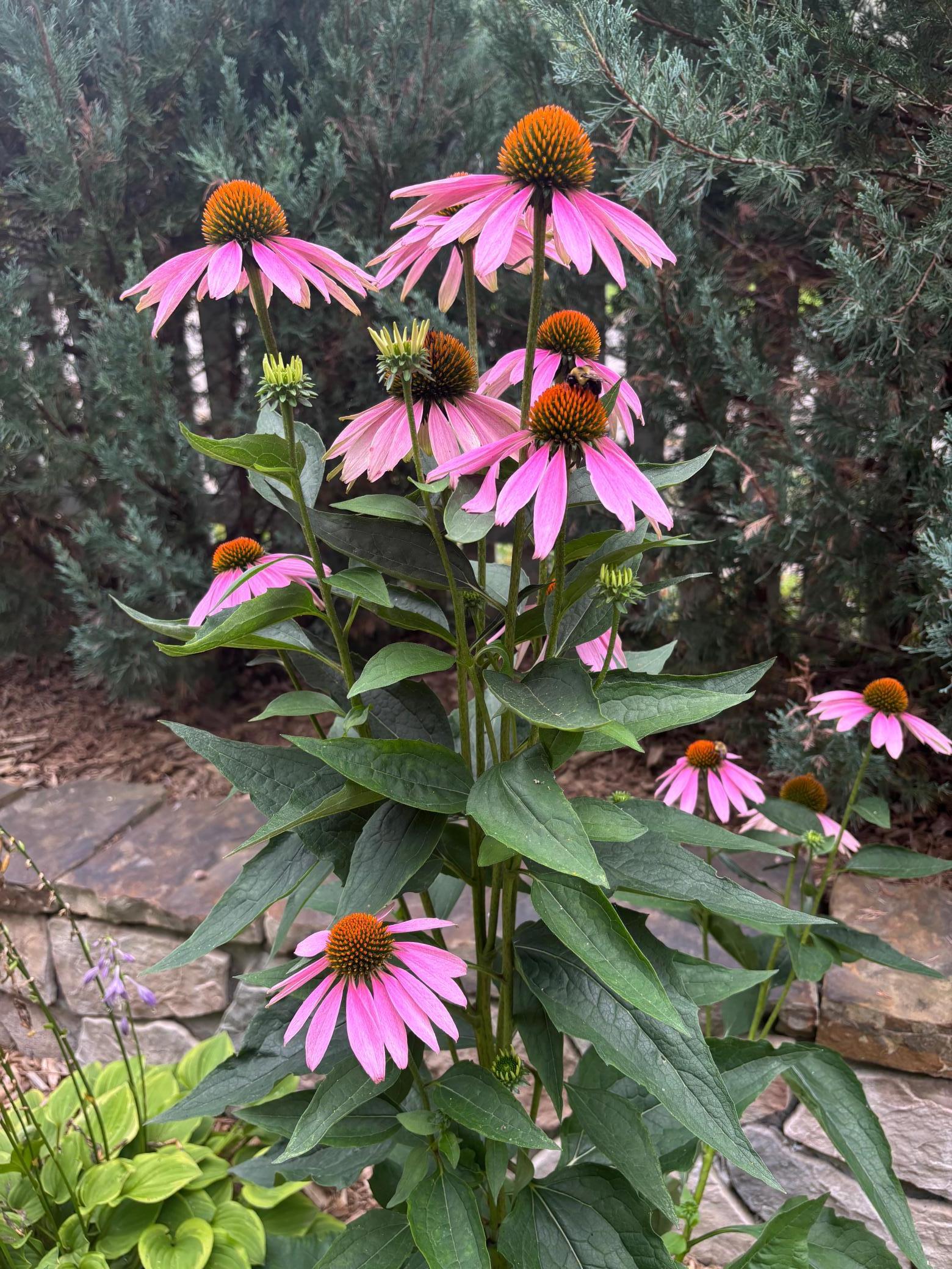 831 Central Avenue Red Wing, MN 55066 - Photo 33 of 59