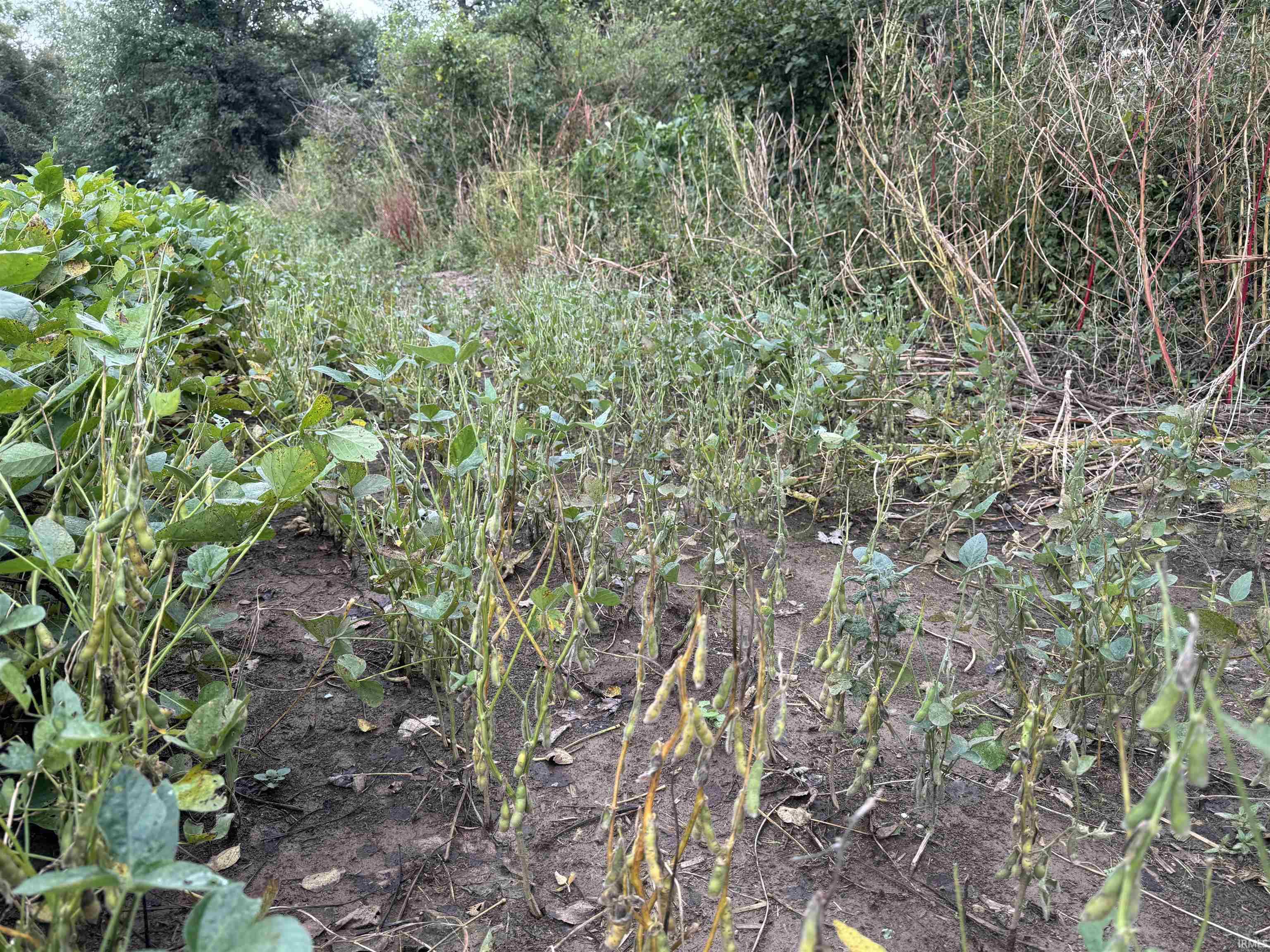 Off Off River Rockport, IN 47635 - Photo 24 of 36