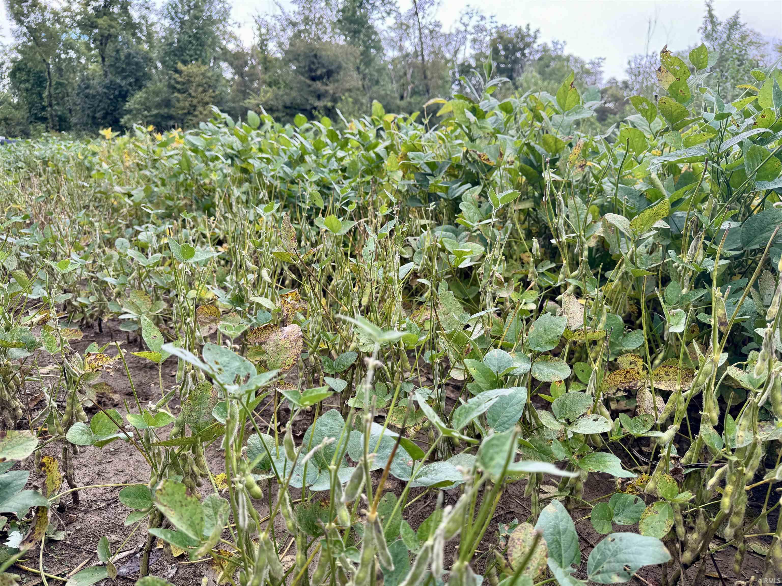 Off Off River Rockport, IN 47635 - Photo 26 of 36