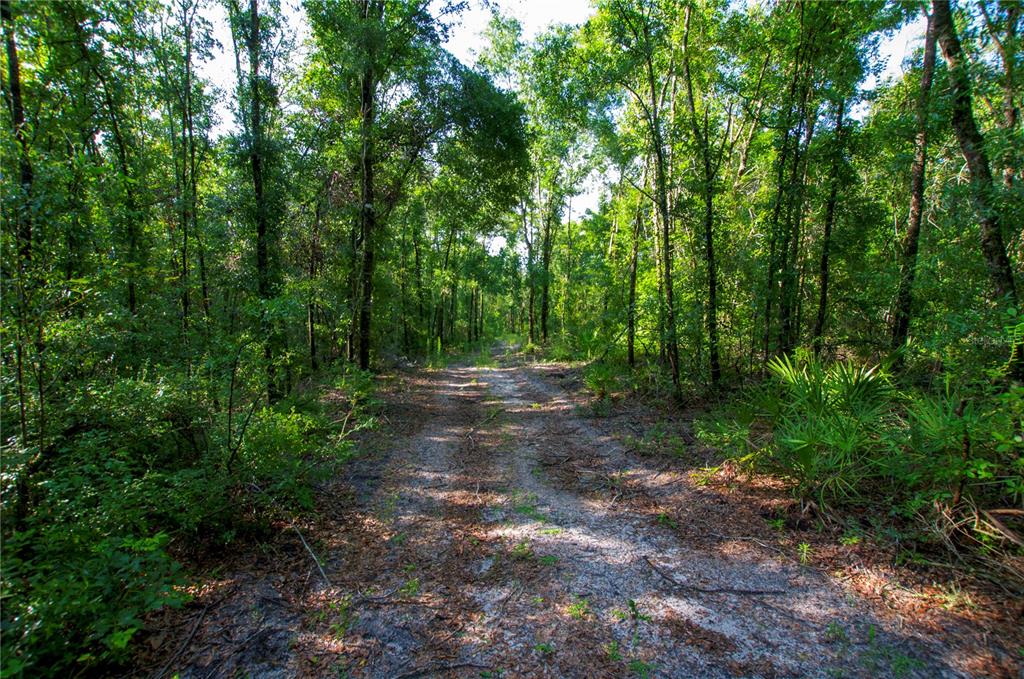 18233 185th Road Live Oak, FL 32060 - Photo 85 of 99 a view of outdoor space and green space