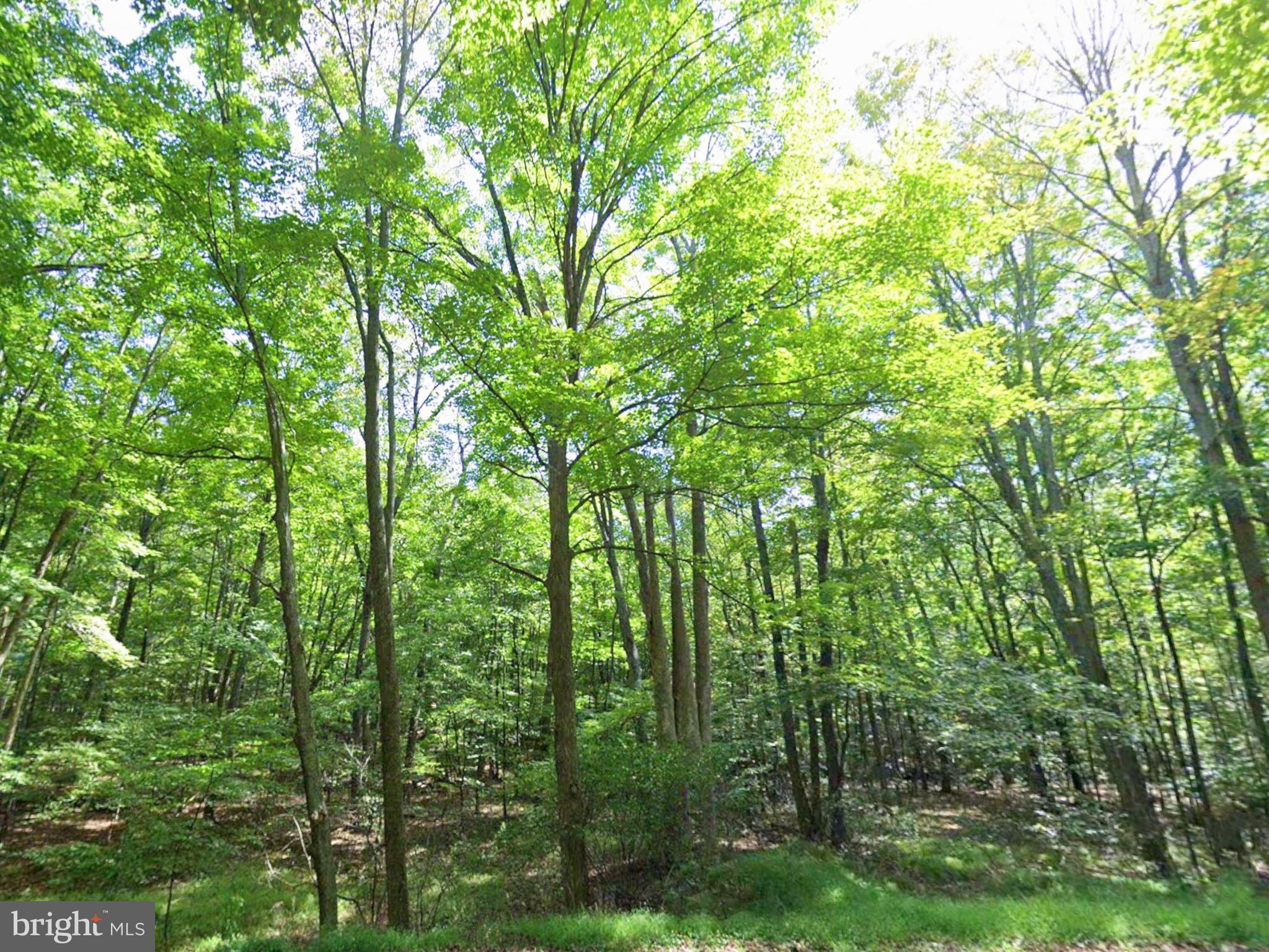 0 Juniata Valley Road Hollidaysburg, PA 16648 - Photo 1 of 13 a view of forest