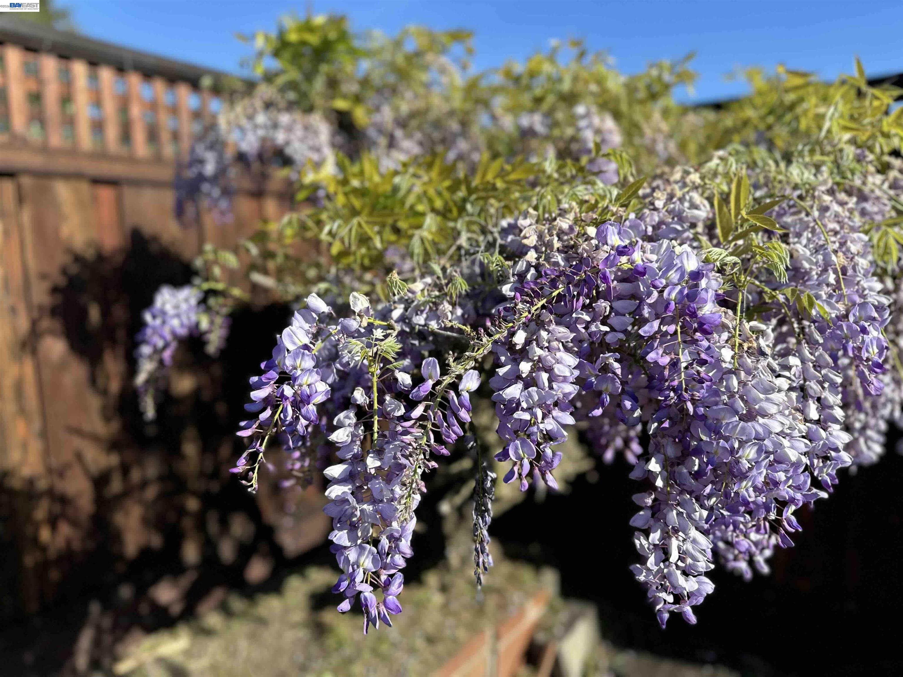 1368 Rose Street Berkeley, CA 94702 - Photo 20 of 21 a picture of flowers