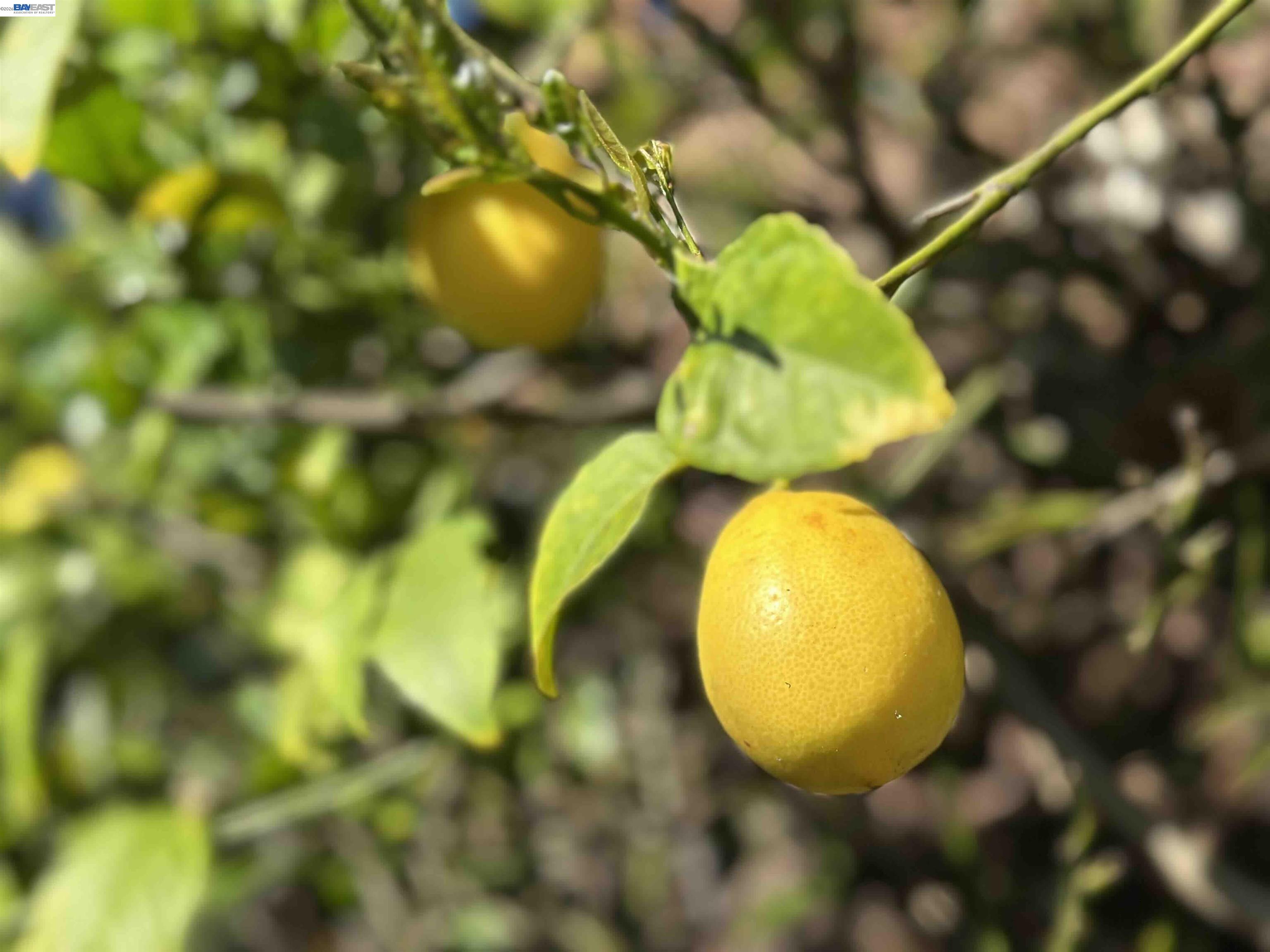 1368 Rose Street Berkeley, CA 94702 - Photo 21 of 21 a view of the tree