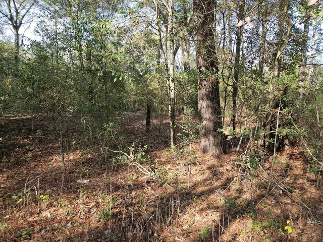 $35,000 | 1 Pinecone Lane, Plantersville, TX 77363