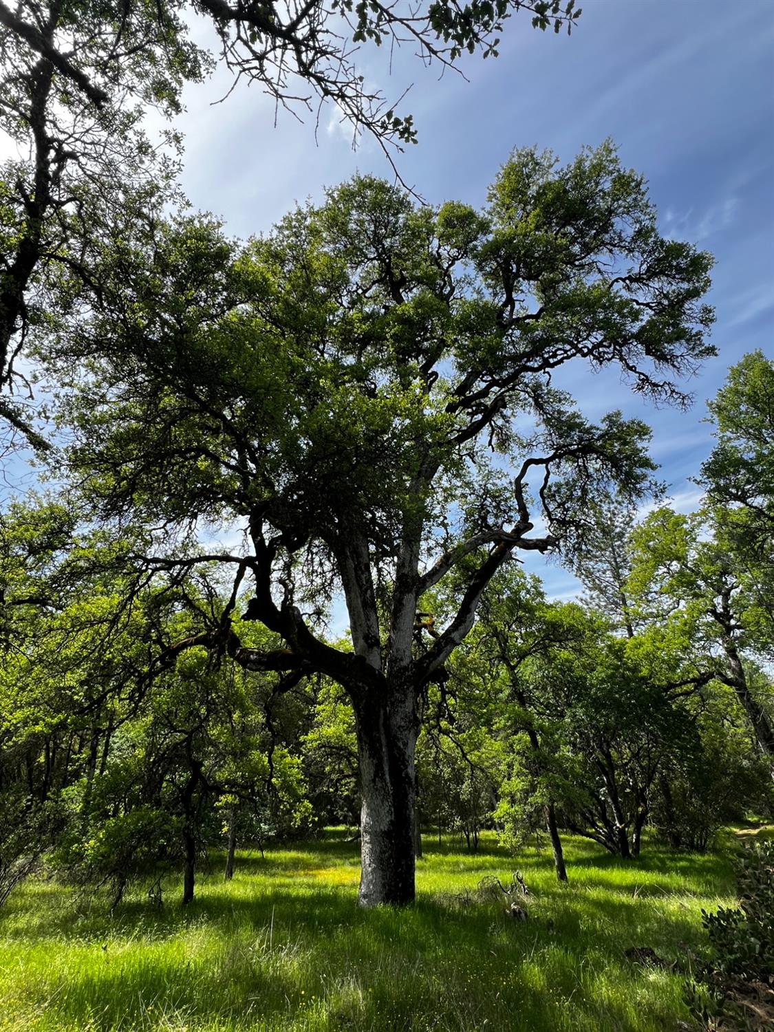 6231 Jessica Court Somerset, CA 95684 - Photo 21 of 31 a view of outdoor space