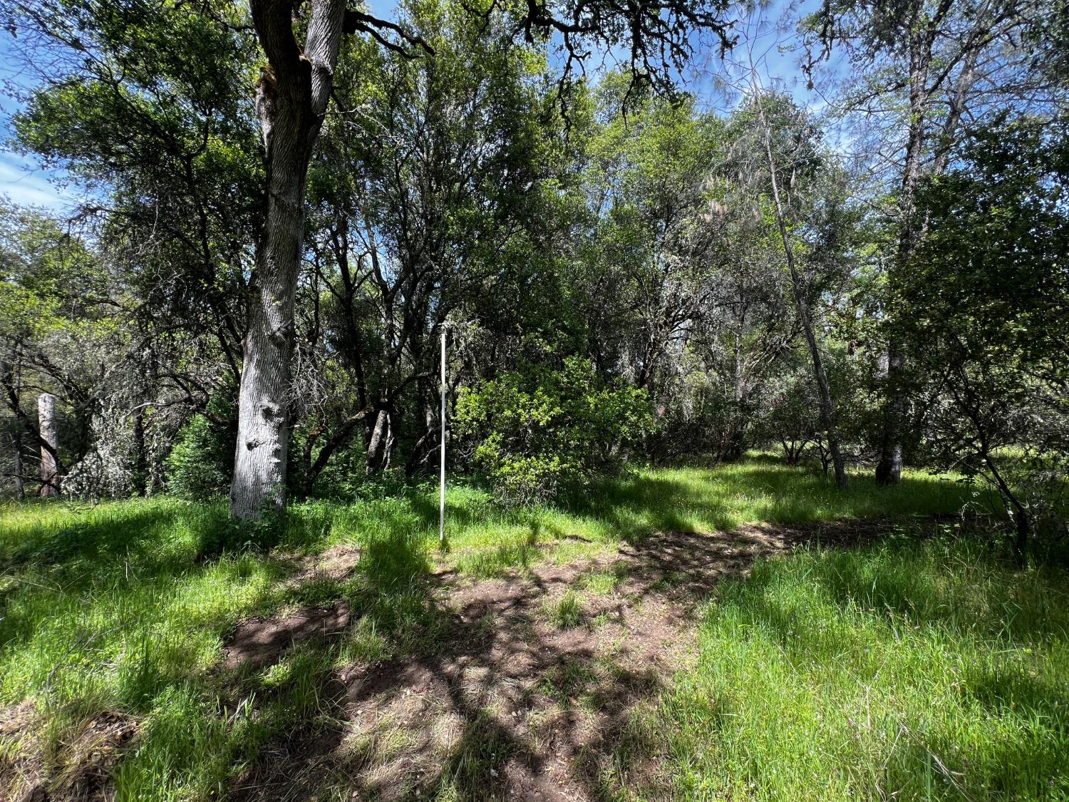 6231 Jessica Court Somerset, CA 95684 - Photo 24 of 31 a view of a lush green forest