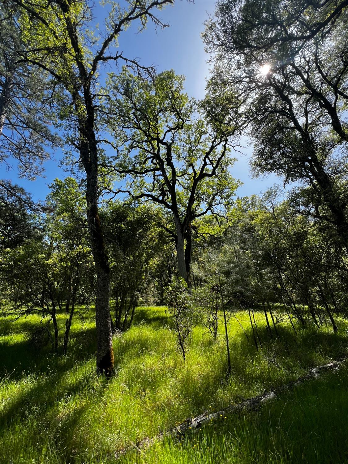 6231 Jessica Court Somerset, CA 95684 - Photo 10 of 31 a backyard of a house with lots of green space