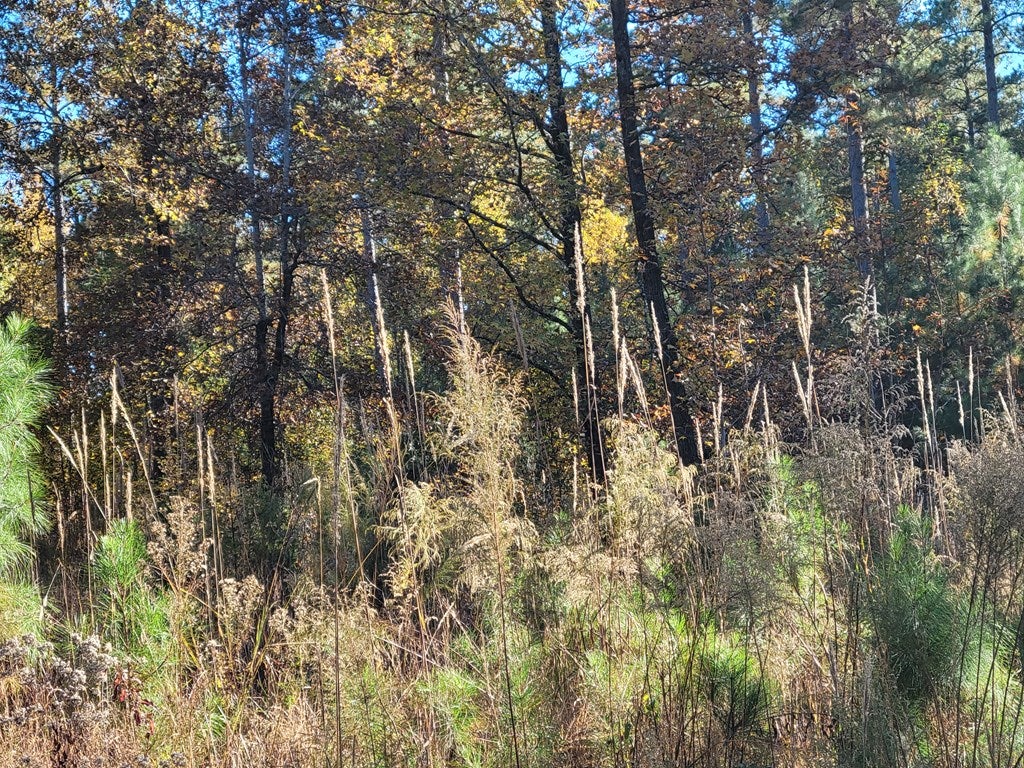600 Parham Road Northwest Milledgeville, GA 31061 - Photo 2 of 5 Mostly Wooded Lot