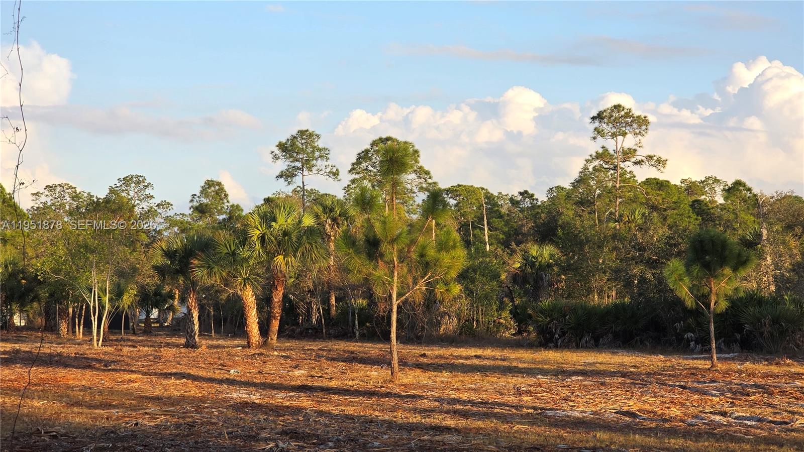 545 South Datil Street Clewiston, FL 33440 - Photo 6 of 13 a backyard of a house with lots of green space