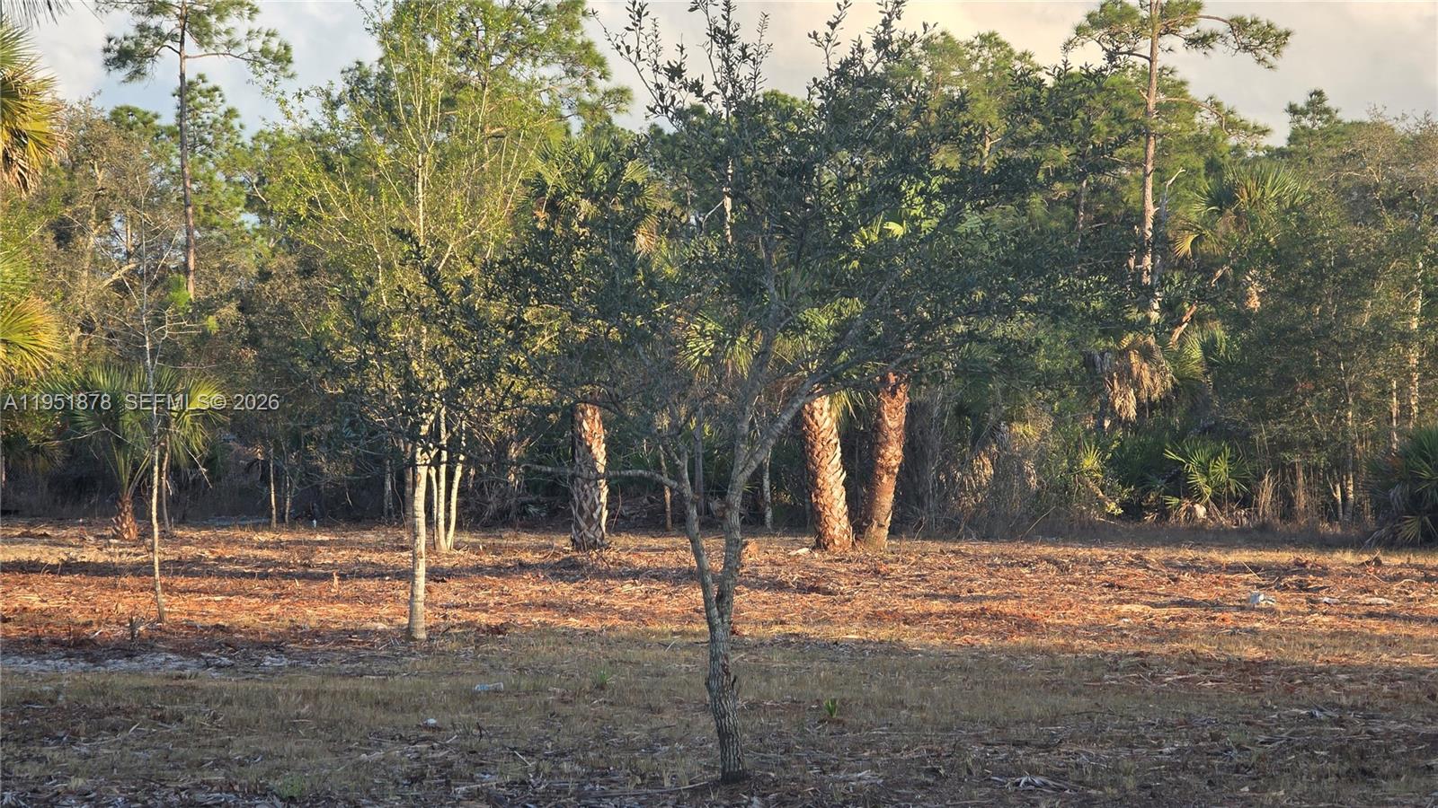 545 South Datil Street Clewiston, FL 33440 - Photo 9 of 13 a view of a park with large trees