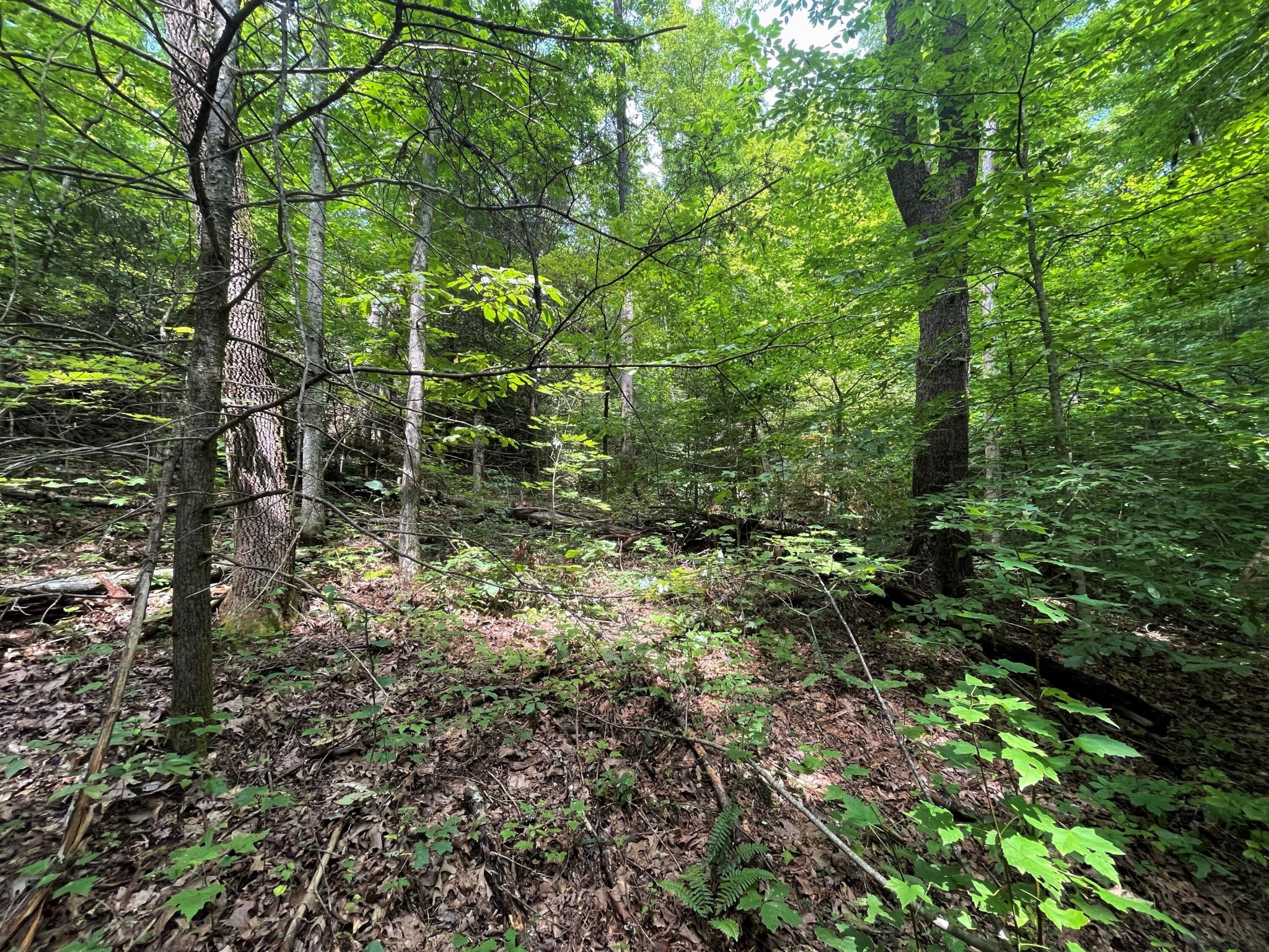 0 Possum Hollow Road Cosby, TN 37722 - Photo 39 of 40