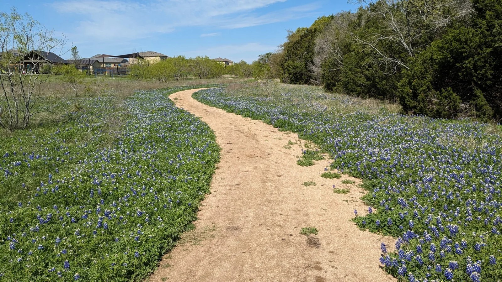 169 Marcheeta Way Leander, TX 78641 - Photo 25 of 30 a view of a yard with trees