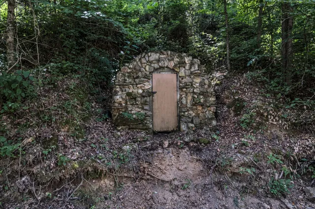 a view of a dry yard with plants and large trees