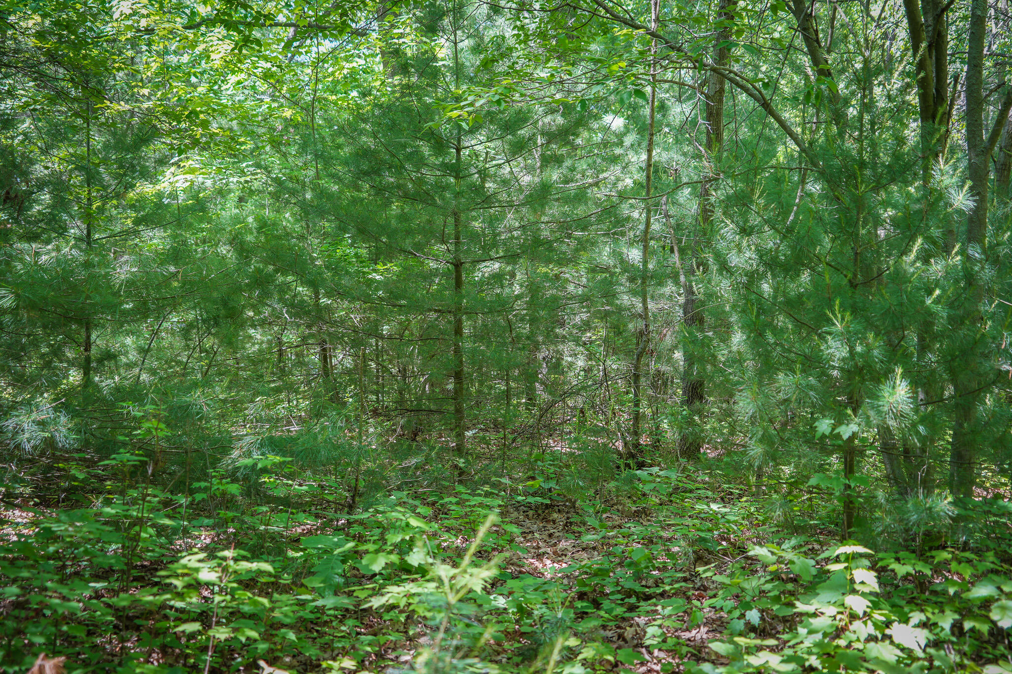 14308 Church Road Howard City, MI 49329 - Photo 22 of 52 DSC00190