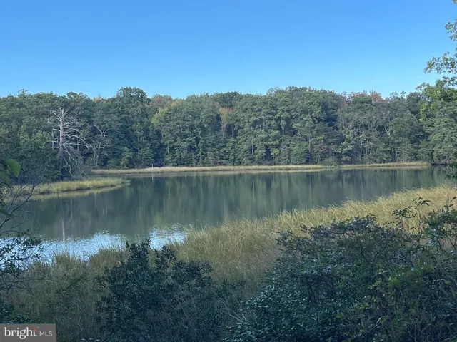 a view of a lake in middle of forest