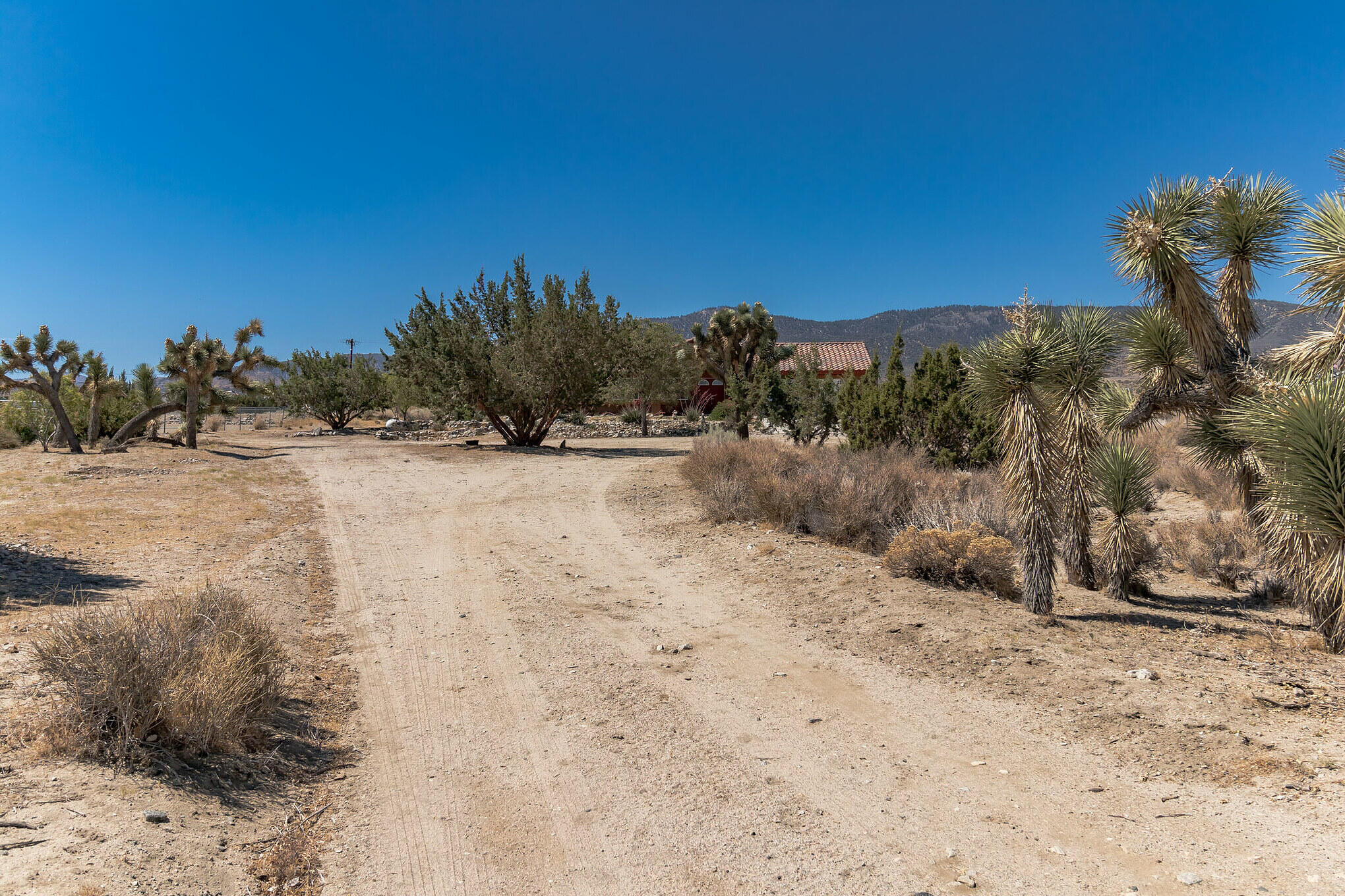 381 Calaveras Road Pinon Hills, CA 92372 - Photo 27 of 27 a view of a dry yard with trees