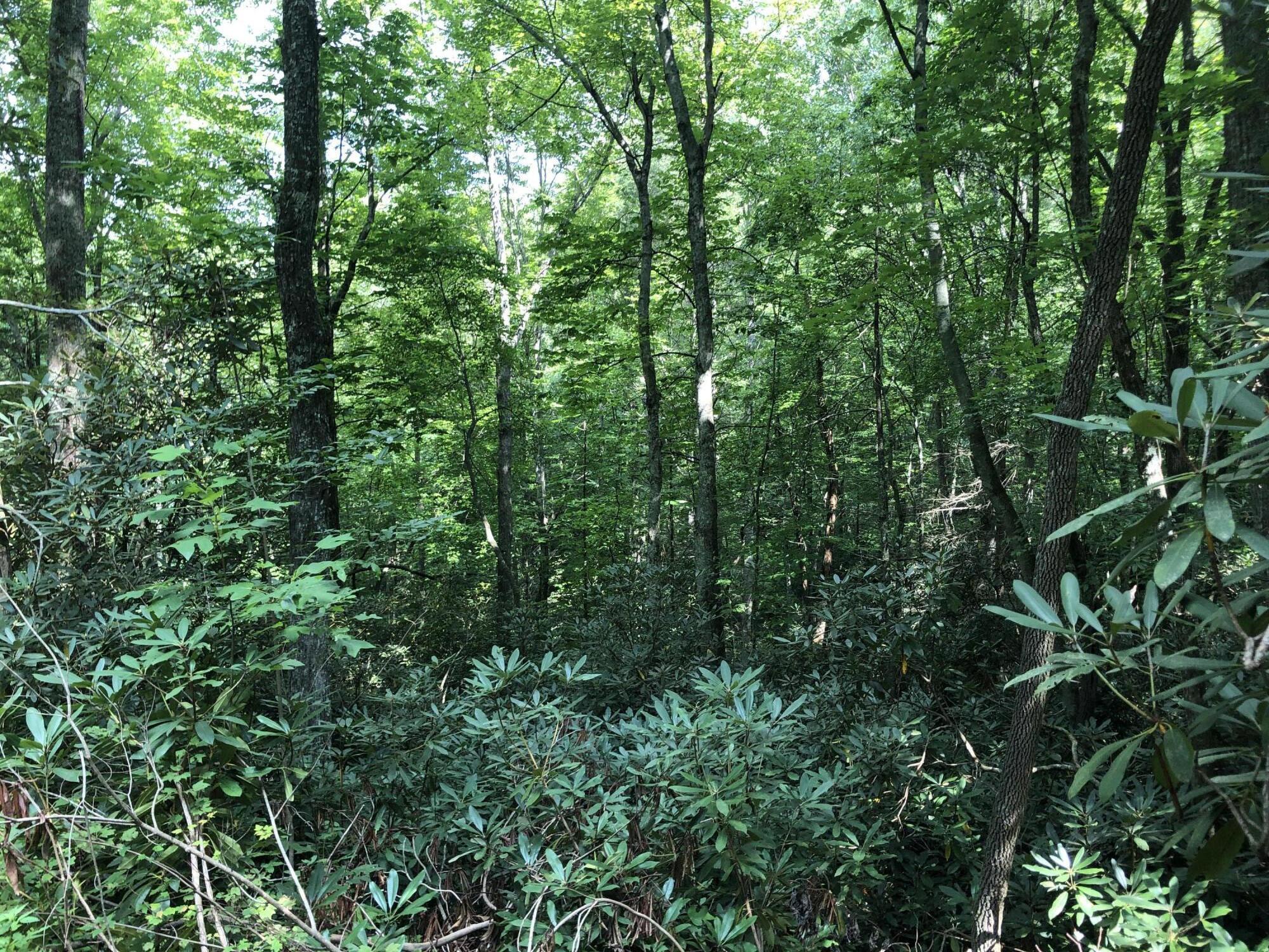 0 Norton Hollow Road, Unit TR 1&2 Erwin, TN 37650 - Photo 5 of 30 6BBA0747-D3A6-4C3B-8CF7-00E1587C1AC5