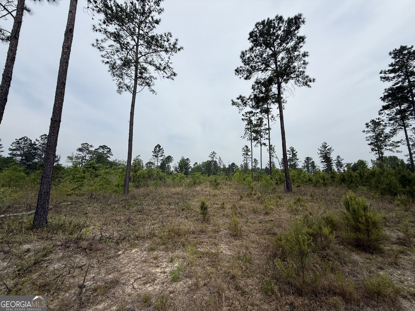 8 Cedar Grove Dublin, GA 31021 - Photo 5 of 10 a view of a garden with a tree