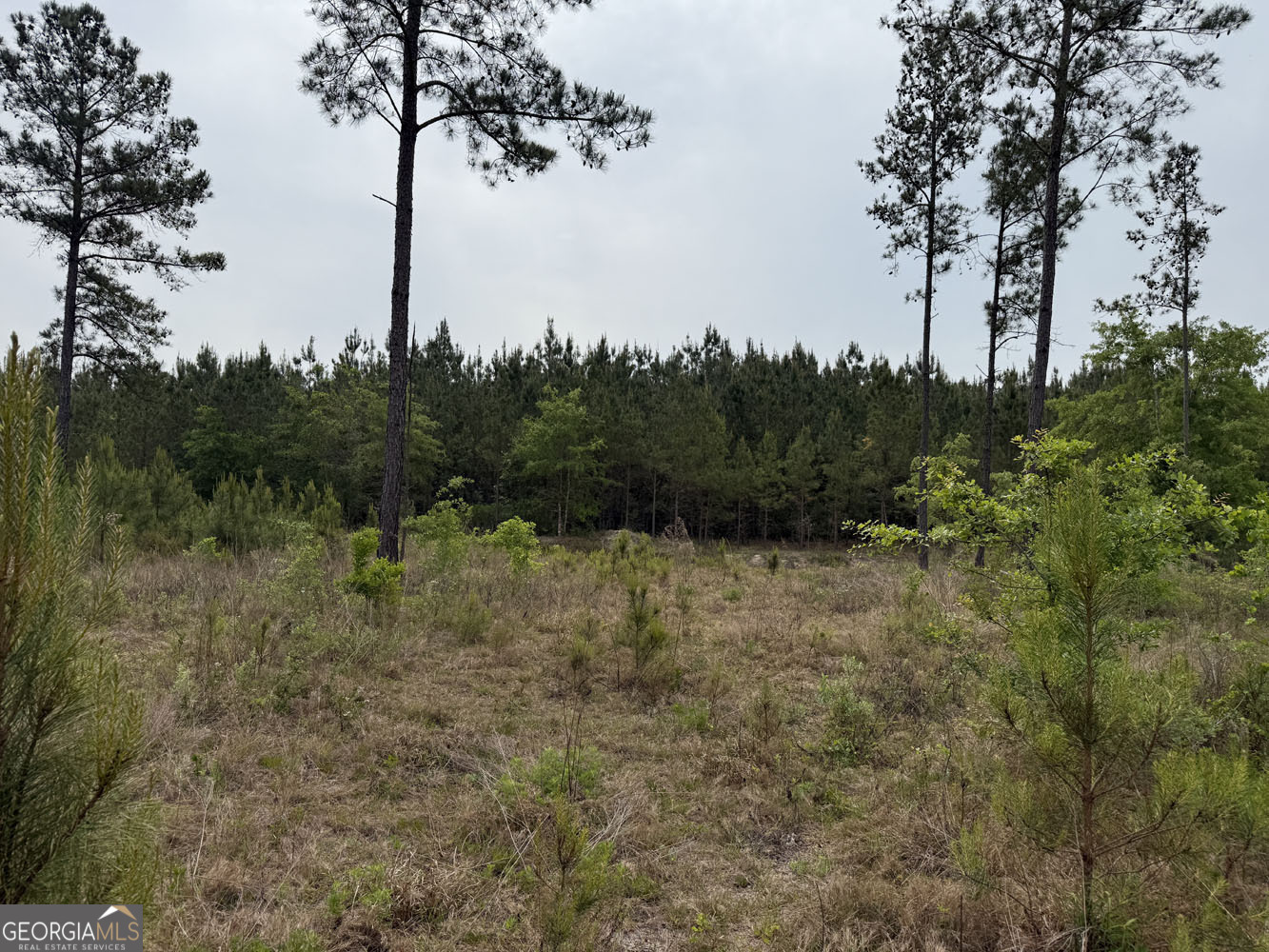 8 Cedar Grove Dublin, GA 31021 - Photo 8 of 10 a view of a field with a tree in the background