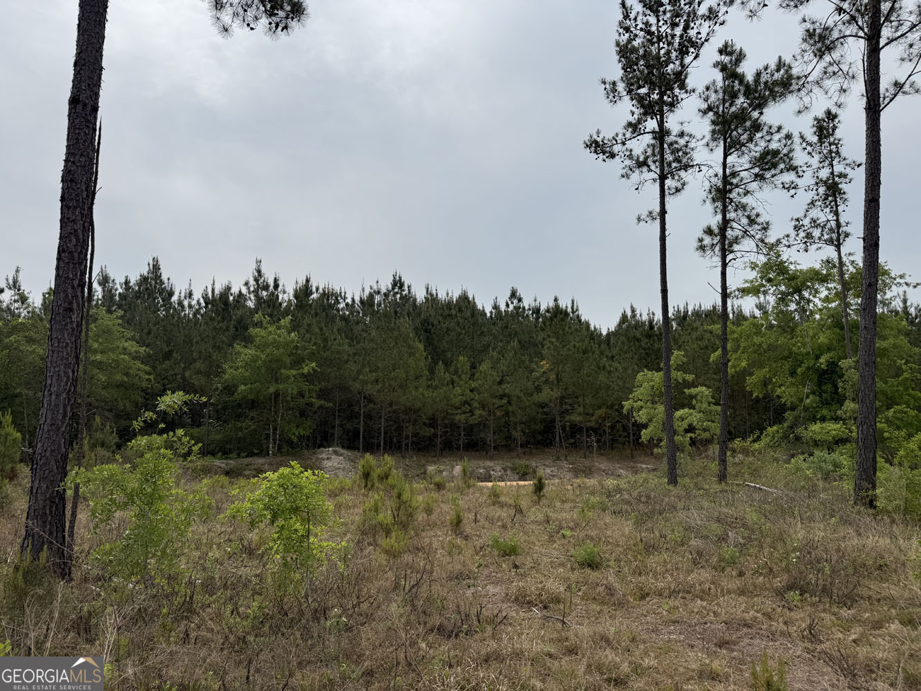 8 Cedar Grove Dublin, GA 31021 - Photo 9 of 10 a view of a forest with a tree
