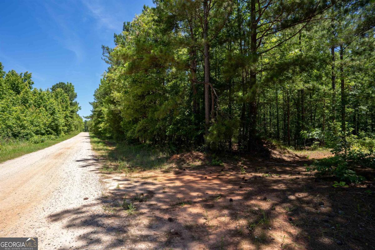 Lot 36 Marshall Road Buckhead, GA 30625 - Photo 5 of 8 a view of tree