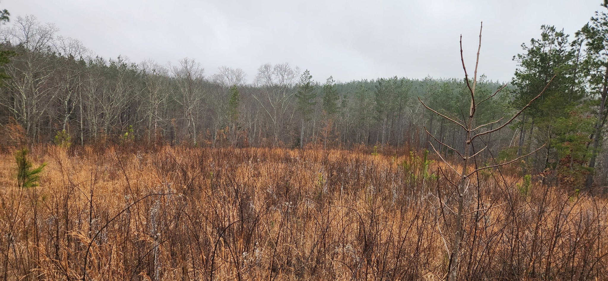 289 Center Ridge Drive Linden, TN 37096 - Photo 2 of 15 a view of a forest