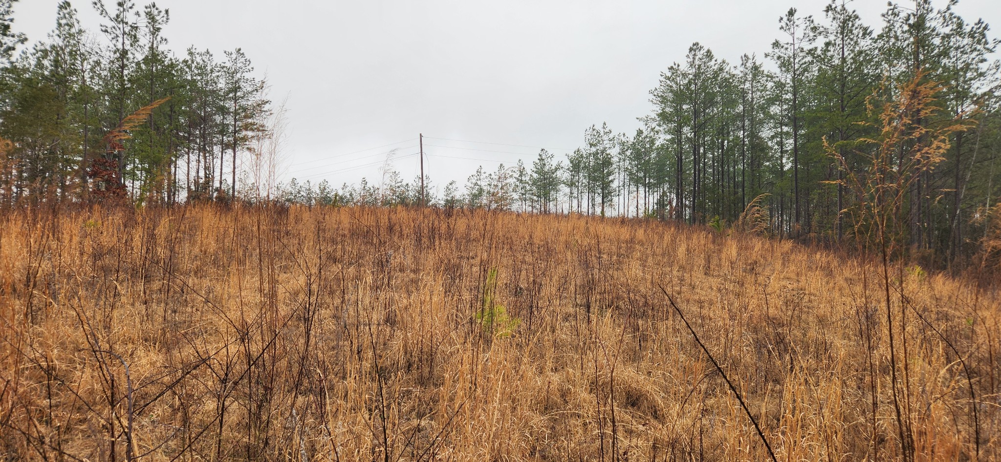 289 Center Ridge Drive Linden, TN 37096 - Photo 5 of 15 a view of lake with lots of tress in background